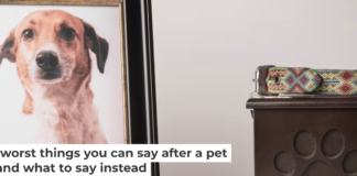 Loss of a pet falls into what researchers call disenfranchised grief in which the pain is often minimized or discounted. Claudia Luna/iStock via Getty Images Plus